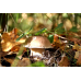 Мицелий Белого гриба березового (Boletus betulicola)